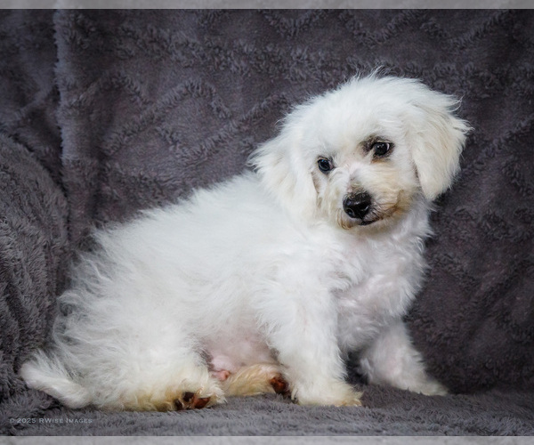 Medium Photo #17 Bichon Frise Puppy For Sale in WAKARUSA, IN, USA