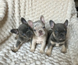 French Bulldog Puppy for Sale in KISSIMMEE, Florida USA