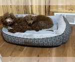 Small Photo #1 Poodle (Miniature) Puppy For Sale in AKELEY, MN, USA