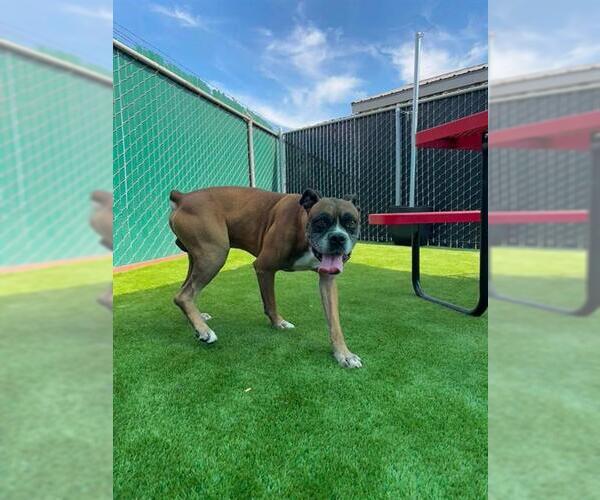Medium Photo #3 Boxer Puppy For Sale in San Bernardino, CA, USA