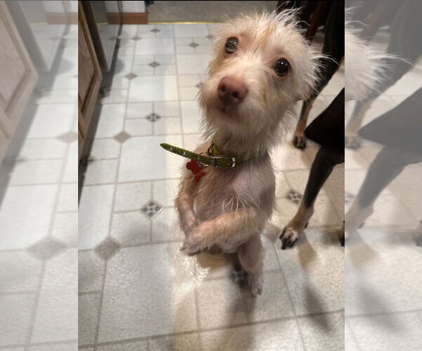 Medium Photo #8 Mutt Puppy For Sale in Grafton, WI, USA