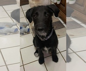 Labradoodle Dogs for adoption in pomfret, CT, USA