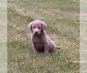 Labrador Retriever Puppy for Sale in MIDDLEBURY, Indiana USA