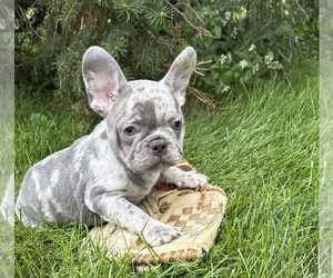 French Bulldog Puppy for sale in MIDDLEBURY, IN, USA