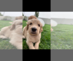 Small Photo #115 Goldendoodle Puppy For Sale in RATHDRUM, ID, USA