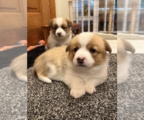 Medium Photo #13 Pembroke Welsh Corgi Puppy For Sale in GRAND RAPIDS, MI, USA