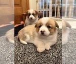 Small #12 Pembroke Welsh Corgi