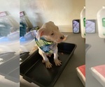 Small Bull Terrier