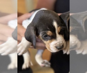 Bluetick Coonhound Puppy for sale in PETALUMA, CA, USA