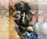 Small Photo #7 Schnauzer (Miniature) Puppy For Sale in COLUMBUS, IN, USA