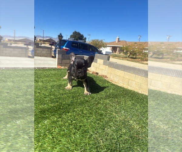 Medium Photo #13 French Bulldog Puppy For Sale in SANTA MONICA, CA, USA