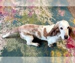 Small Photo #1 Basset Hound Puppy For Sale in Deepwater, NJ, USA