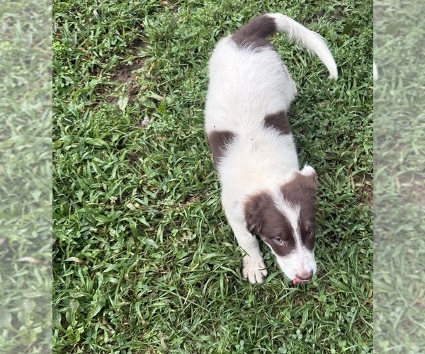 Medium Photo #8 Borador Puppy For Sale in MARION, VA, USA
