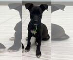 Small #3 Labrador Retriever Mix