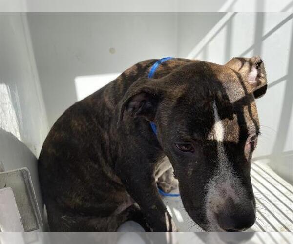 Medium Photo #1 American Pit Bull Terrier-Unknown Mix Puppy For Sale in Houston, TX, USA