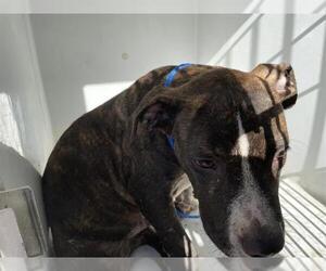 American Pit Bull Terrier-Unknown Mix Dogs for adoption in Houston, TX, USA