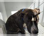 Small American Pit Bull Terrier Mix