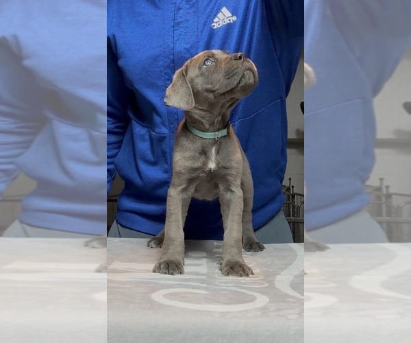 Medium Photo #3 Cane Corso Puppy For Sale in MOUNT MORRIS, MI, USA
