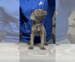 Small Photo #3 Cane Corso Puppy For Sale in MOUNT MORRIS, MI, USA
