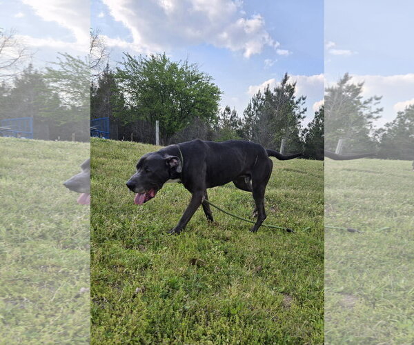 Medium Photo #7 American Pit Bull Terrier-Labrador Retriever Mix Puppy For Sale in Jackson, MS, USA