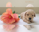 Small Photo #5 Goldendoodle Puppy For Sale in MILFORD, MI, USA