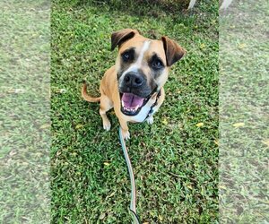 Mutt Dogs for adoption in  Gainesville, FL, USA