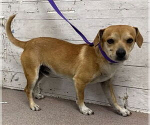 Chihuahua Dogs for adoption in San Bernardino, CA, USA