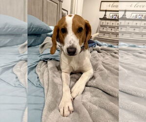 Beagle Dogs for adoption in Tampa, FL, USA