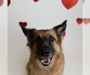 Pippi - Female German Shepherd Dog Dog for Adoption - Photo #8