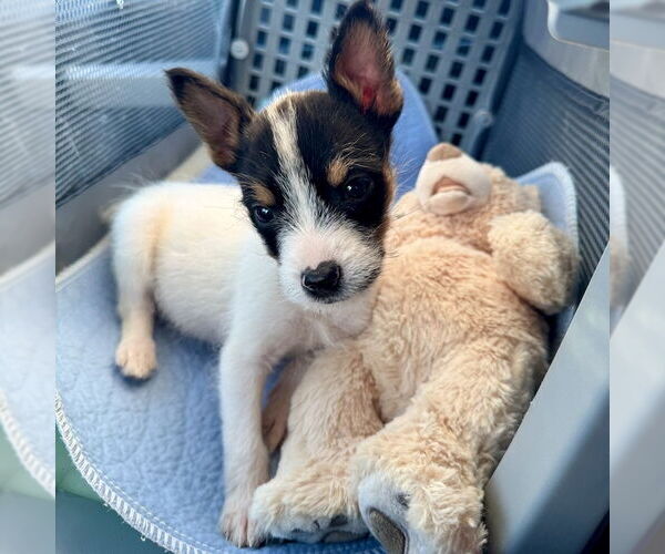 Medium Photo #3 Jack Russell Terrier-Parson Russell Terrier Mix Puppy For Sale in San Juan Capistrano, CA, USA