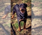 Small Photo #13 Rottweiler Puppy For Sale in VONORE, TN, USA