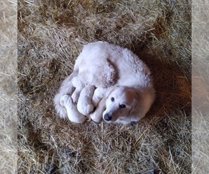 Mother of the Maremma Sheepdog puppies born on 02/19/2022
