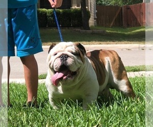 Father of the English Bulldog puppies born on 01/09/2020