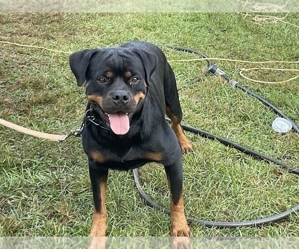 Medium Photo #2 Rottweiler Puppy For Sale in RICHLAND, GA, USA