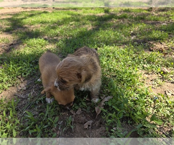 Medium Photo #3 Yorkshire Terrier Puppy For Sale in HUDDLESTON, VA, USA