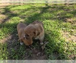 Small #2 Yorkshire Terrier