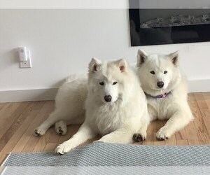 Father of the Samoyed puppies born on 10/31/2022