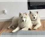 Small Photo #1 Samoyed Puppy For Sale in RIVERHEAD, NY, USA
