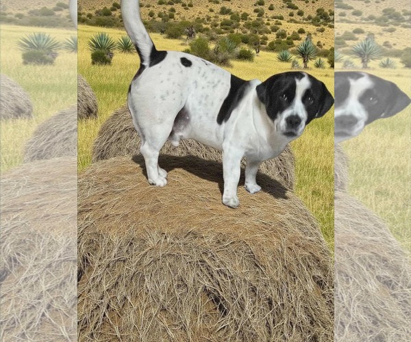 Medium Photo #4 Frengle Puppy For Sale in Newfoundland, PA, USA