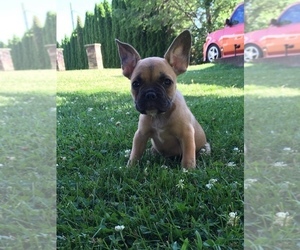 French Bulldog Puppy for sale in BELLEVILLE, PA, USA