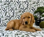 Small #1 Golden Retriever