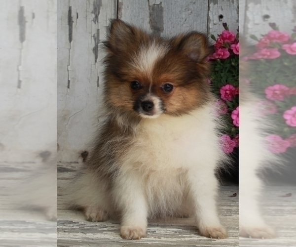 Medium Photo #5 Pomeranian Puppy For Sale in FREDERICKSBURG, OH, USA