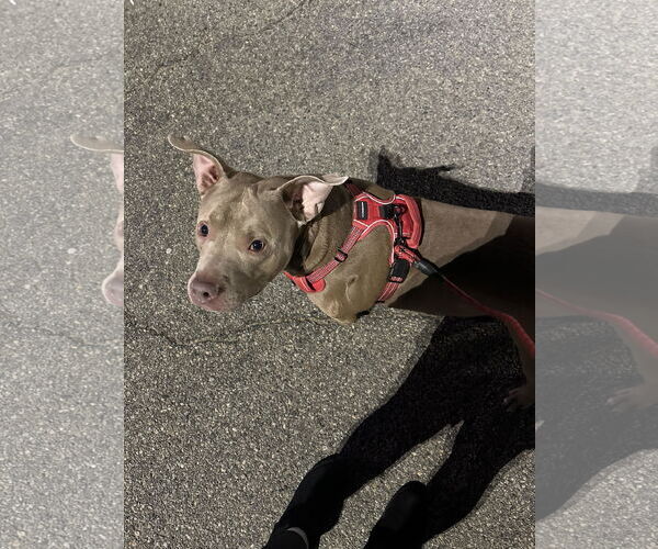 Medium Photo #2 American Staffordshire Terrier-Unknown Mix Puppy For Sale in Rockaway, NJ, USA