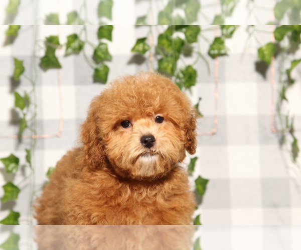 Medium Photo #1 ShihPoo Puppy For Sale in MARIETTA, GA, USA