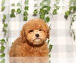 Image preview for Ad Listing. Nickname: Litter of 2