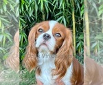 Small Photo #1 Cavalier King Charles Spaniel Puppy For Sale in SPRINGFIELD, MO, USA