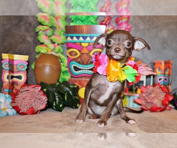 Medium Photo #75 Chihuahua Puppy For Sale in CHARLESTON, AR, USA
