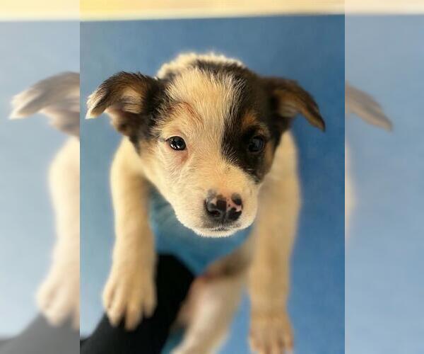 Medium Photo #1 Mutt Puppy For Sale in Visalia, CA, USA