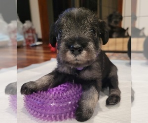 Medium Schnauzer (Standard)
