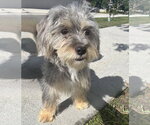 Small #1 Shih Tzu Mix